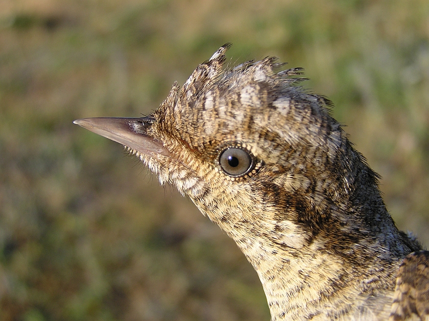 Eurasian Wryneck, Sundre 20080731